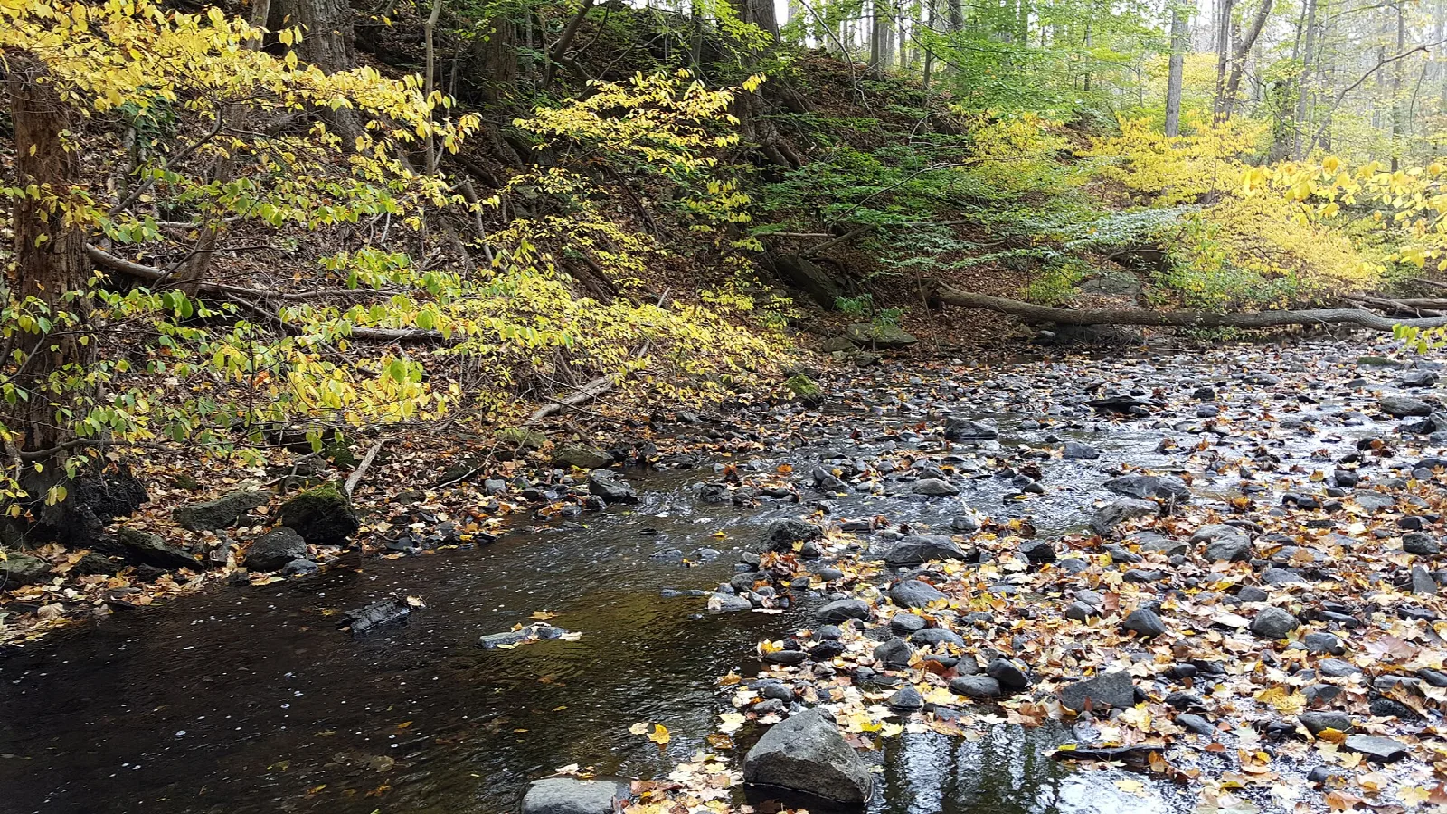 Rocky brook through autumn woods