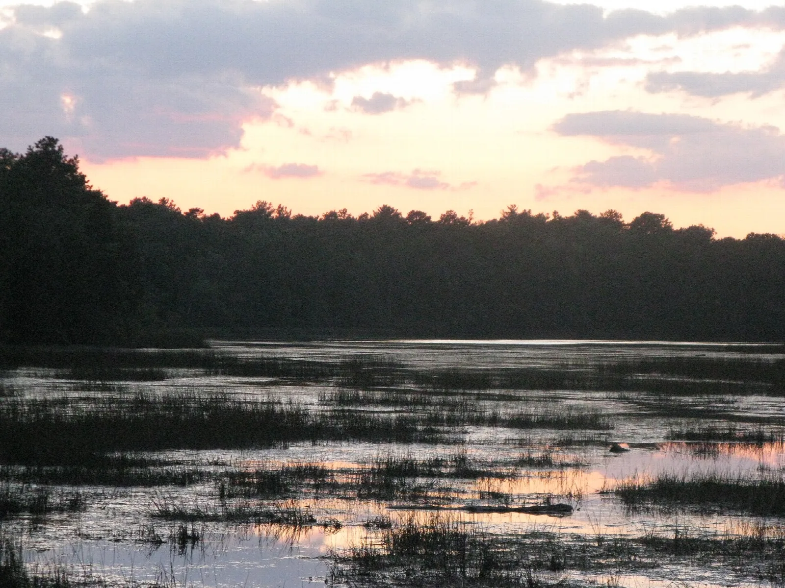 Bass River State Forest