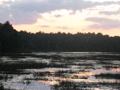 Bass River State Forest