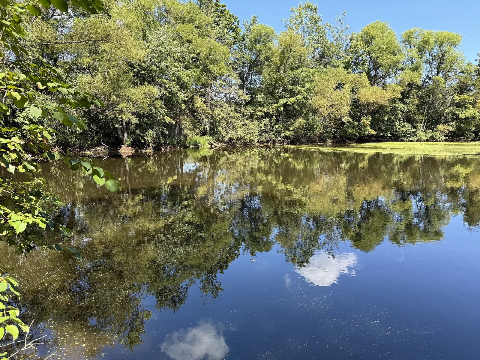 Still pond reflecting trees and sky