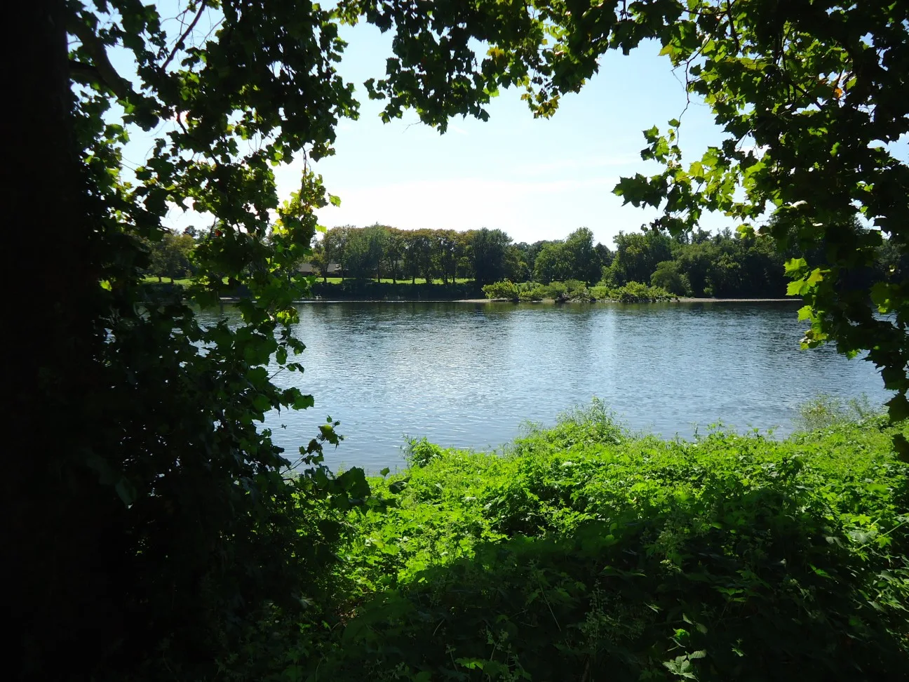 Delaware River seen through leaves