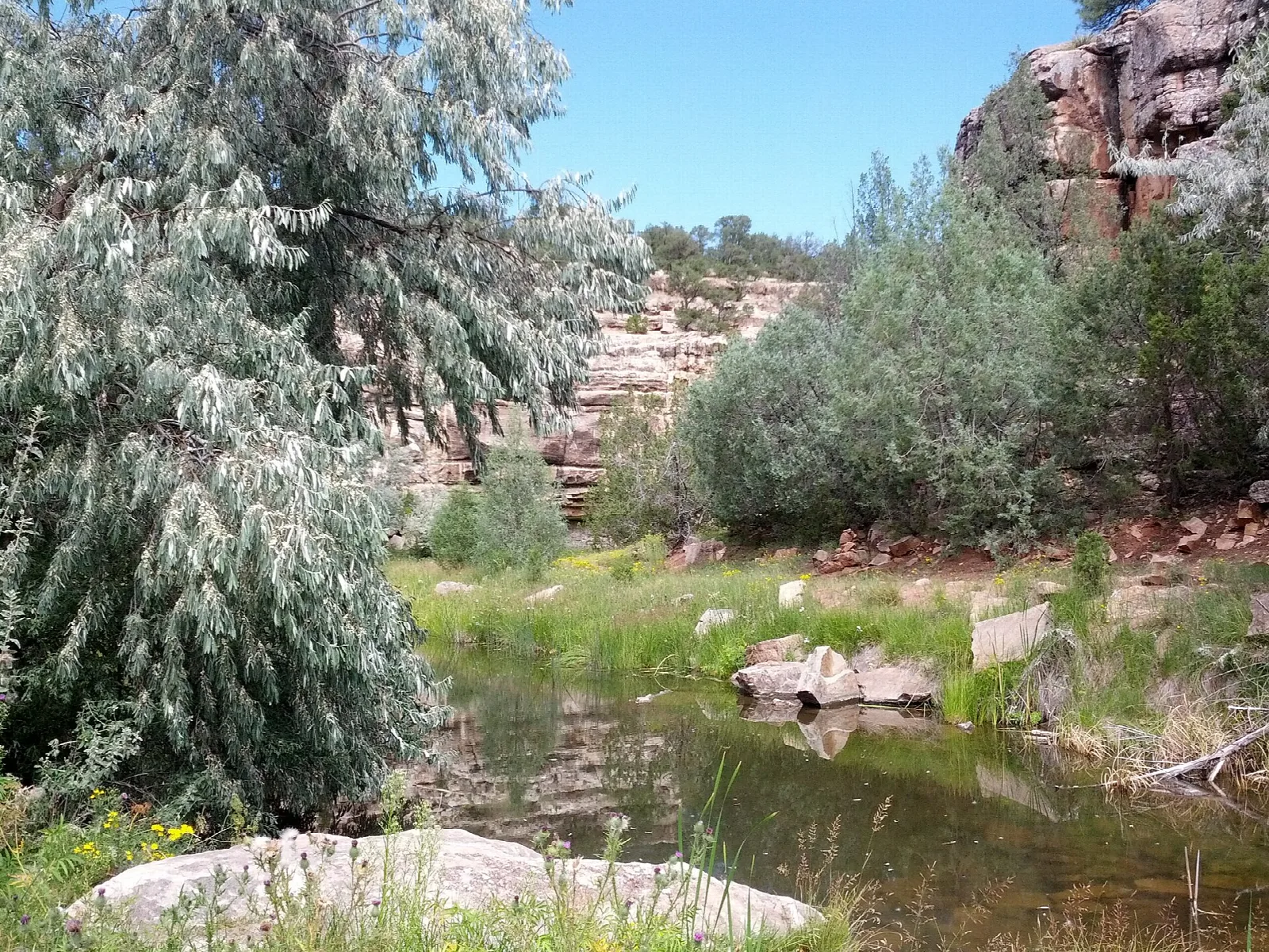 Green creek bank with a silvery willow tree and red rock cliffs behind