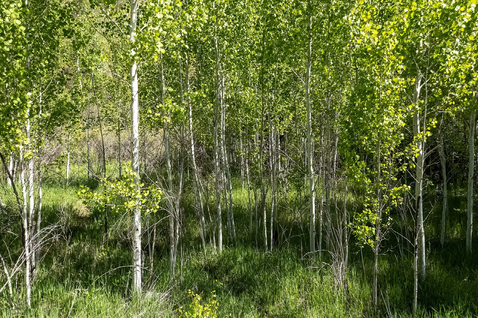 Bright green aspen trees with grass beneath