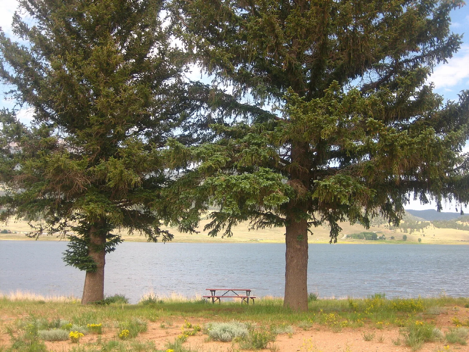 Two tall trees and a picnic table beside a lake