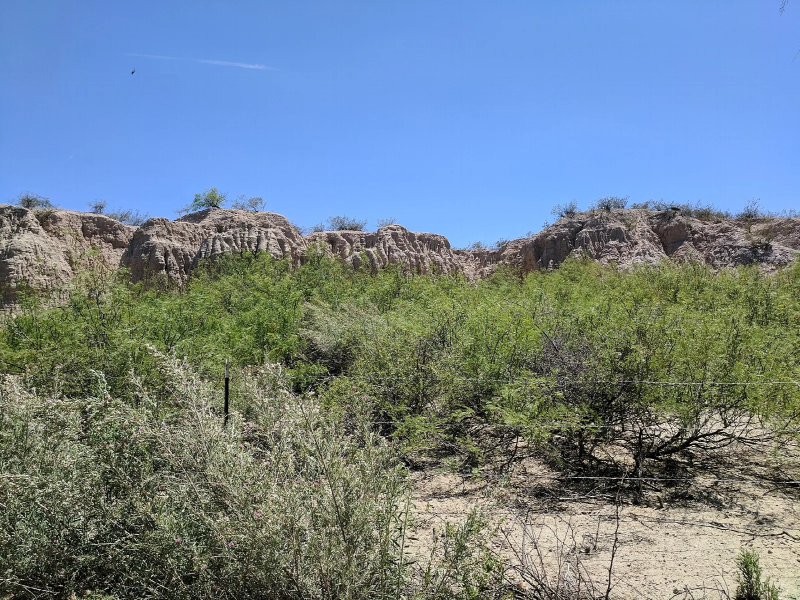 Green riverside brush below eroded sandy bluffs and blue sky
