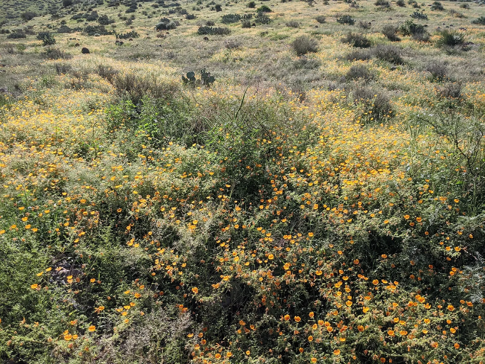 Hillside covered in yellow desert wildflowers