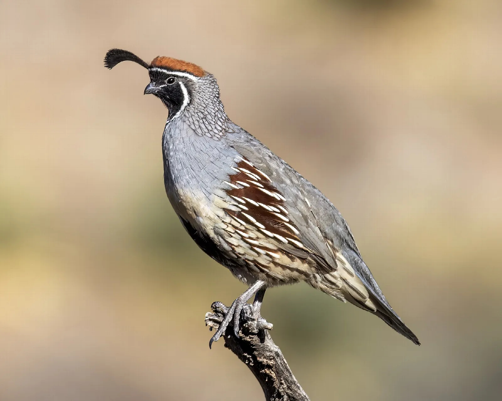 Male Gambel's quail perched on a branch