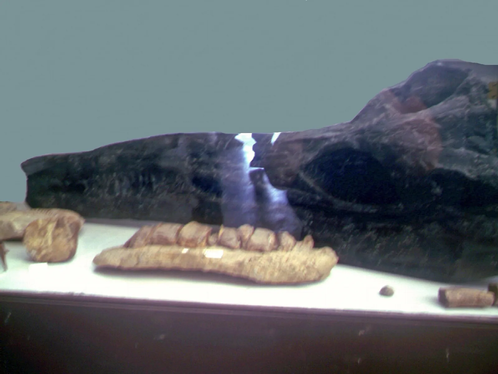 Ichthyosaur skull and teeth fossils on a museum display