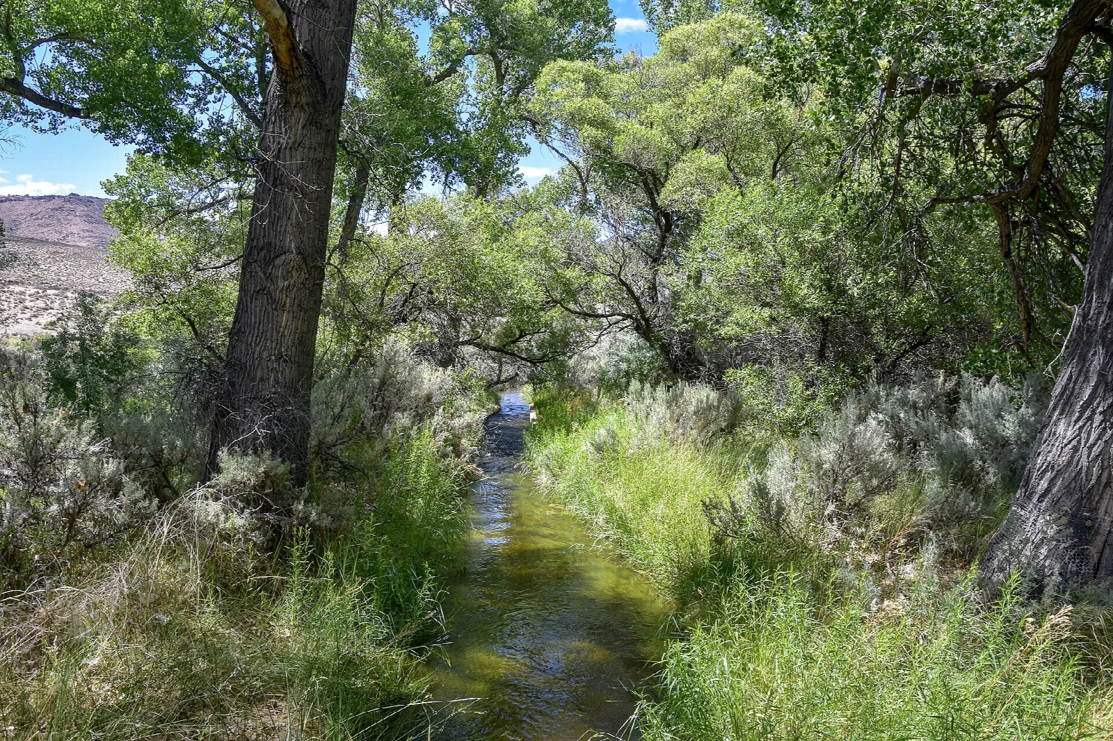 Shaded stream path lined with cottonwood trees and grass