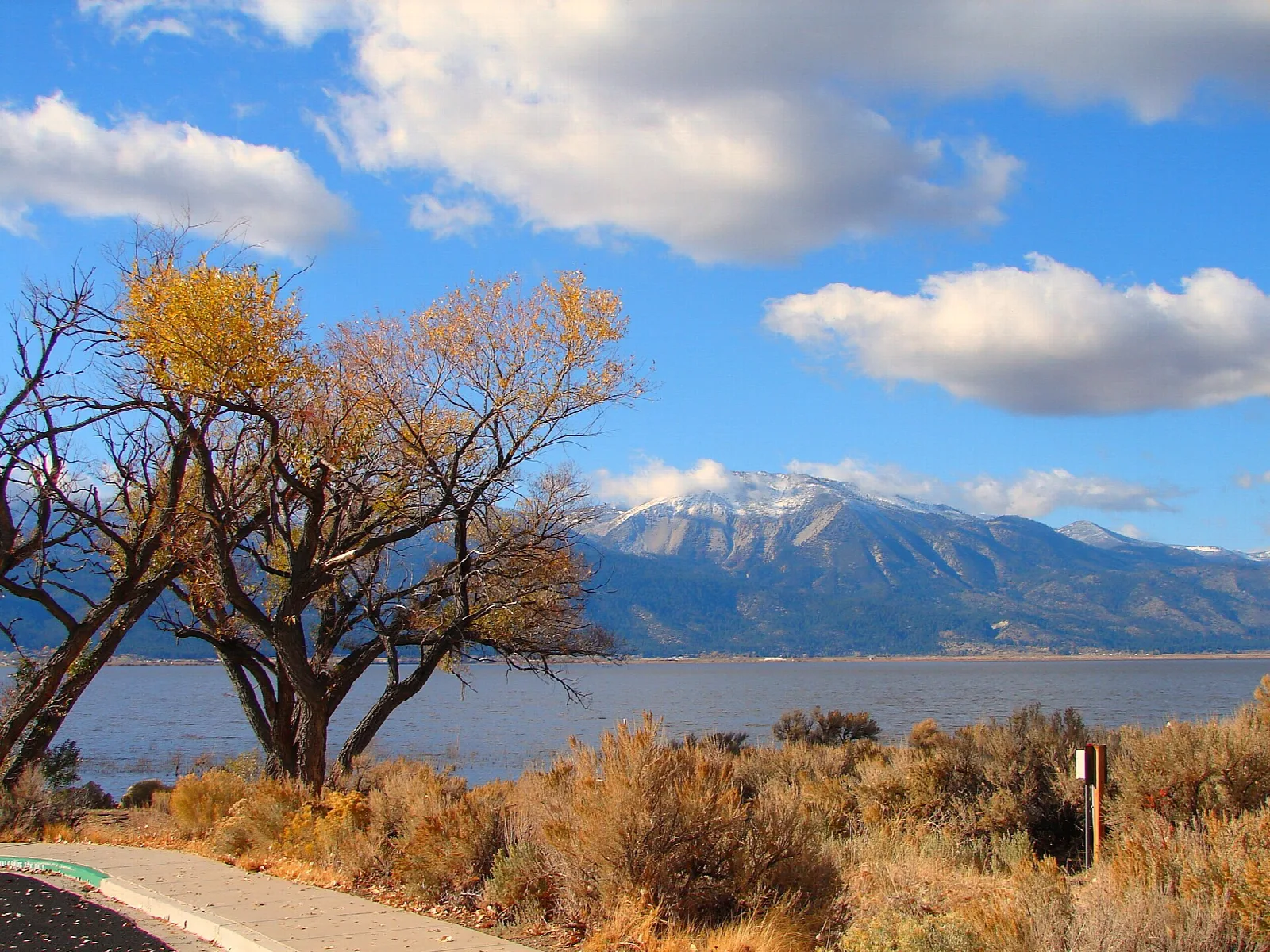 Autumn tree and desert shrubs beside a lake with a snowy mountain behind