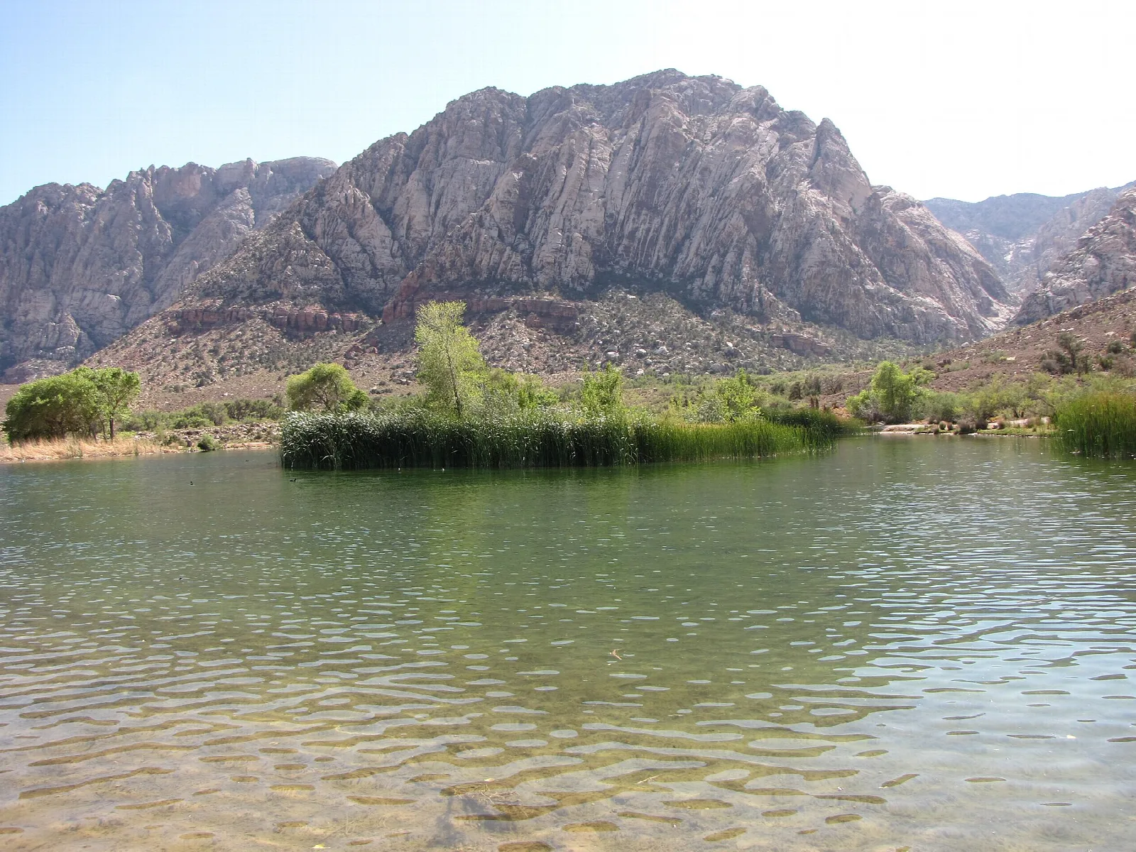 Still pond with reeds in front of a rugged mountain