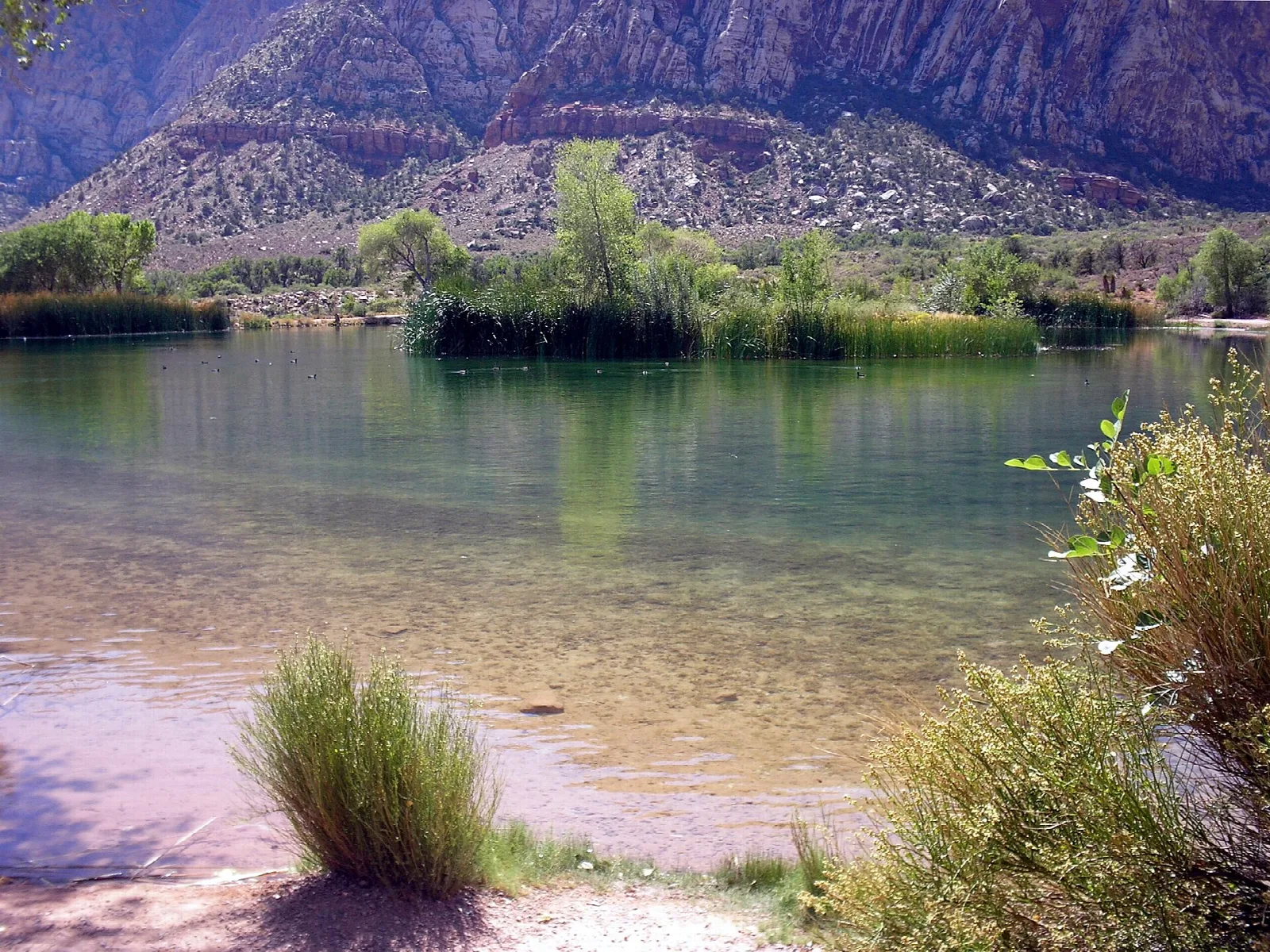 Clear pond edged with grass and trees below red rock cliffs