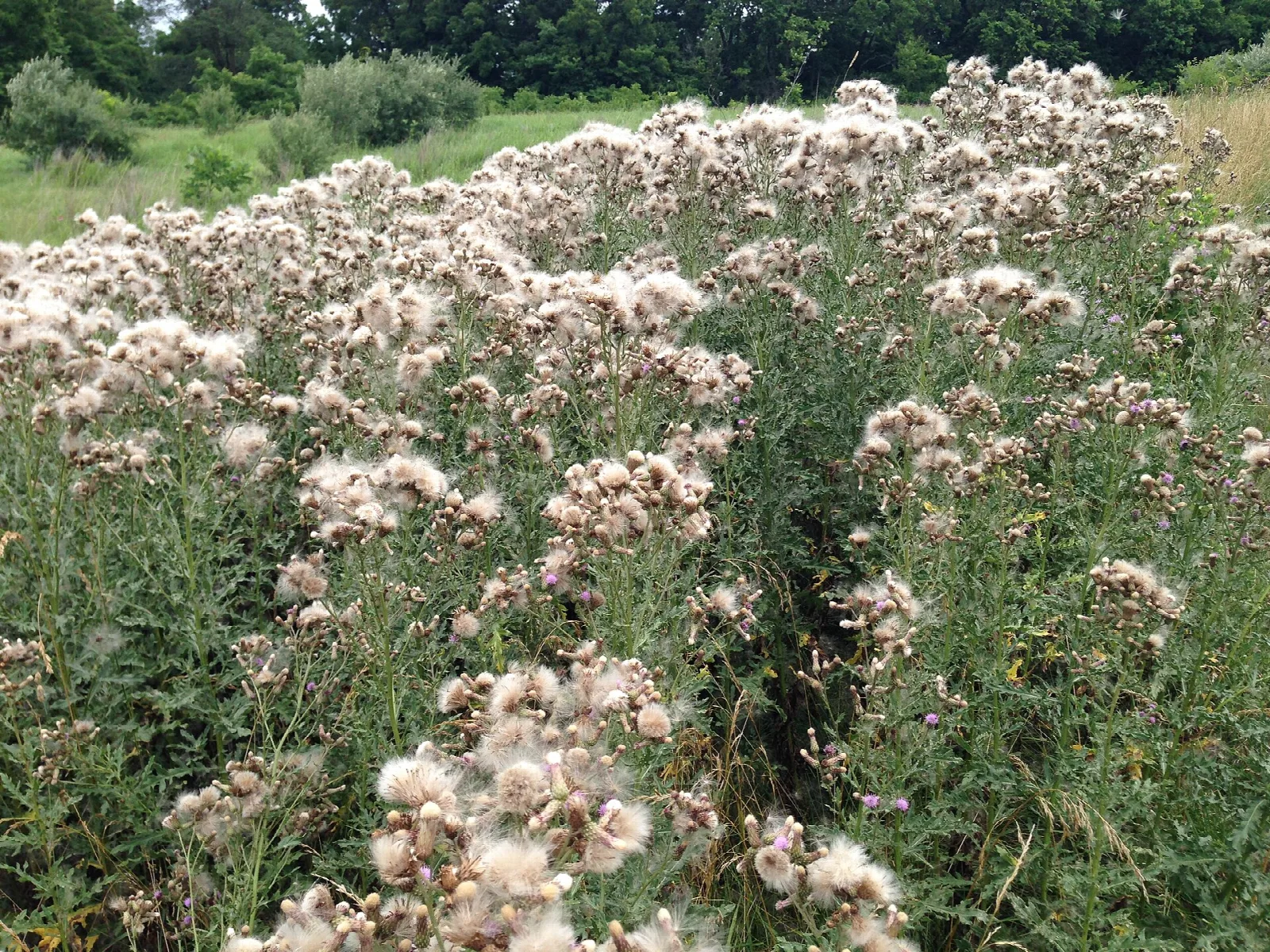 Field of pale wildflowers in front of a tree line