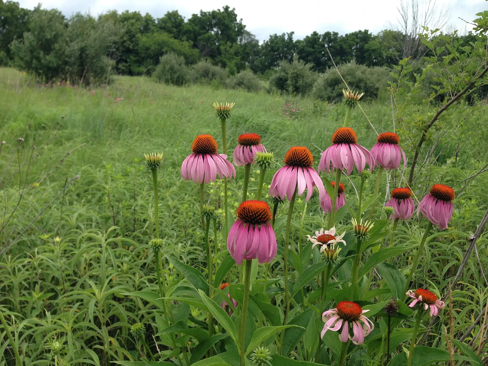 Pink coneflowers blooming in a green meadow with trees behind