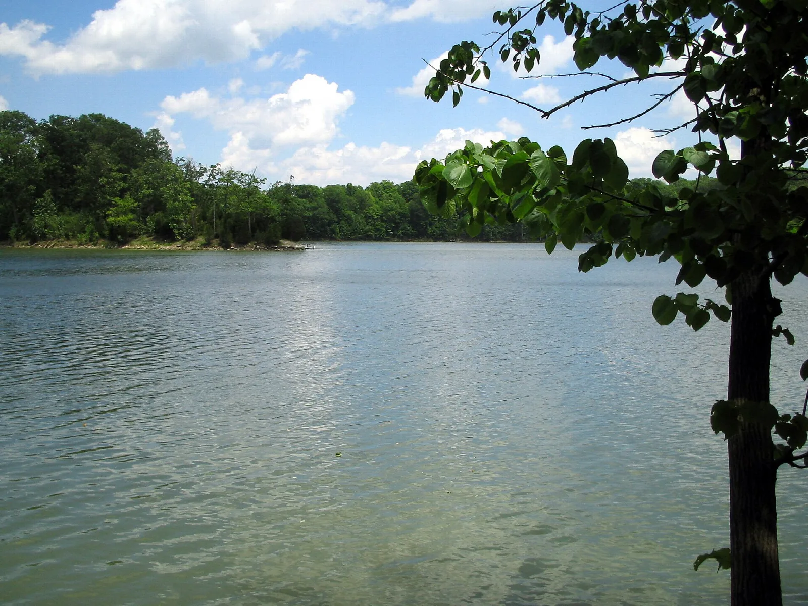 Still lake framed by a tree, with forested shore beyond