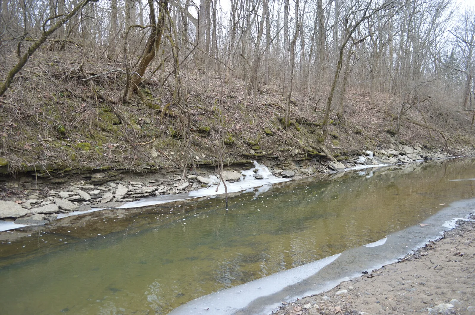 Muddy creek beside a layered bank with bare trees above