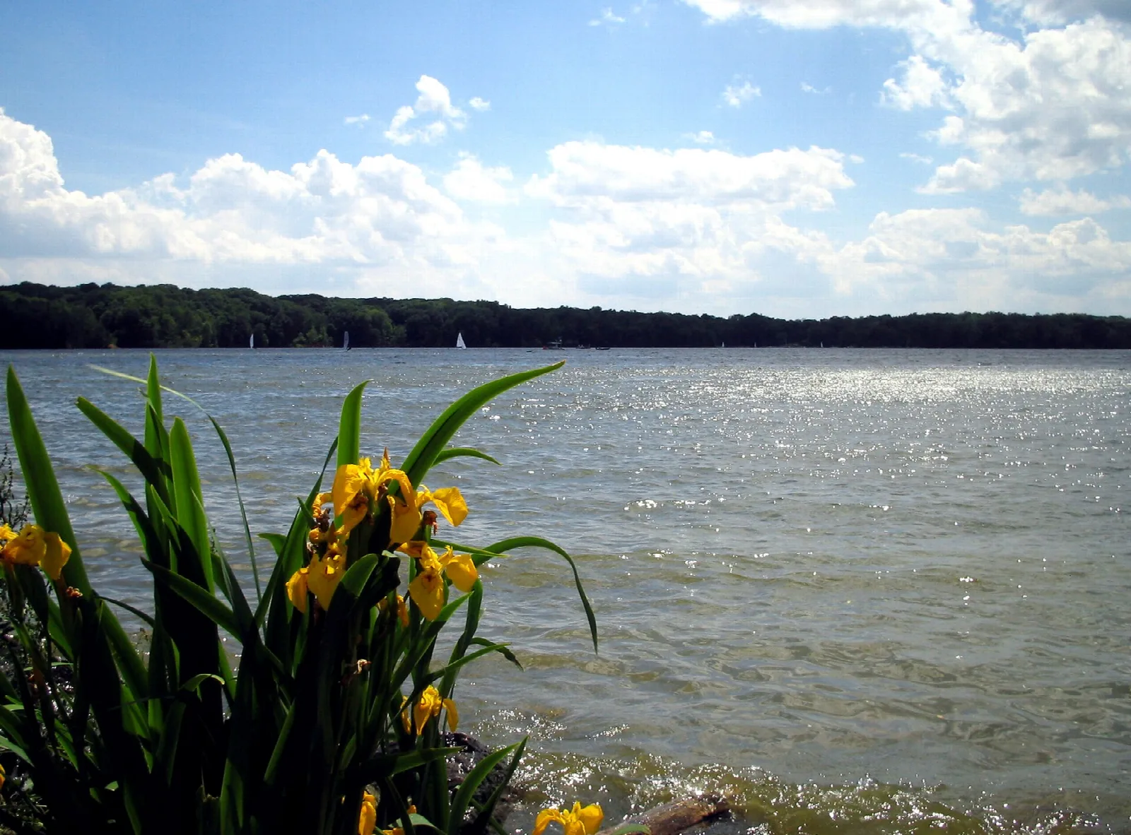 Yellow irises in the foreground of a wide blue lake