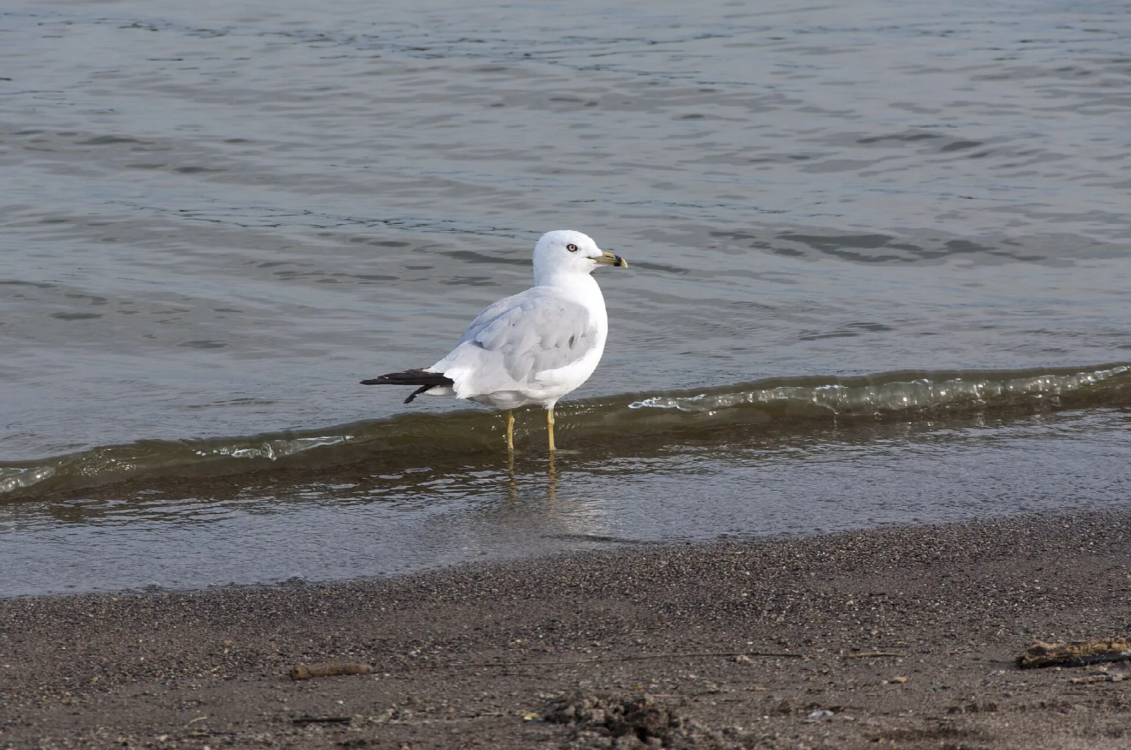 Gull standing at the water's edge on a pebbly beach