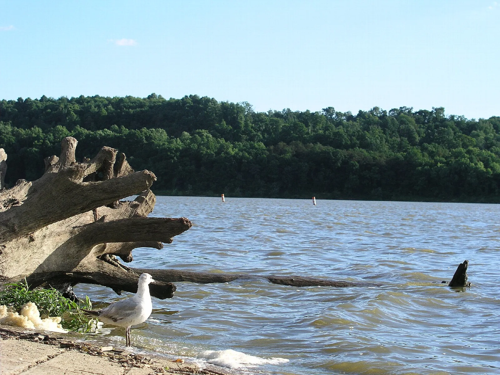 Wide lake with a forested far shore, driftwood and a gull at left