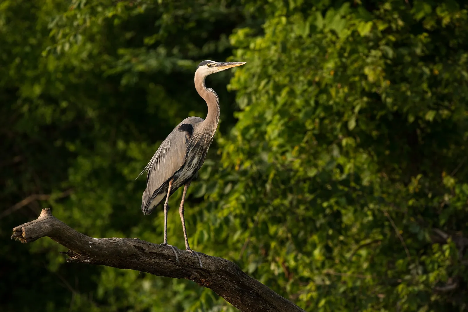 Great blue heron perched on a branch among green leaves