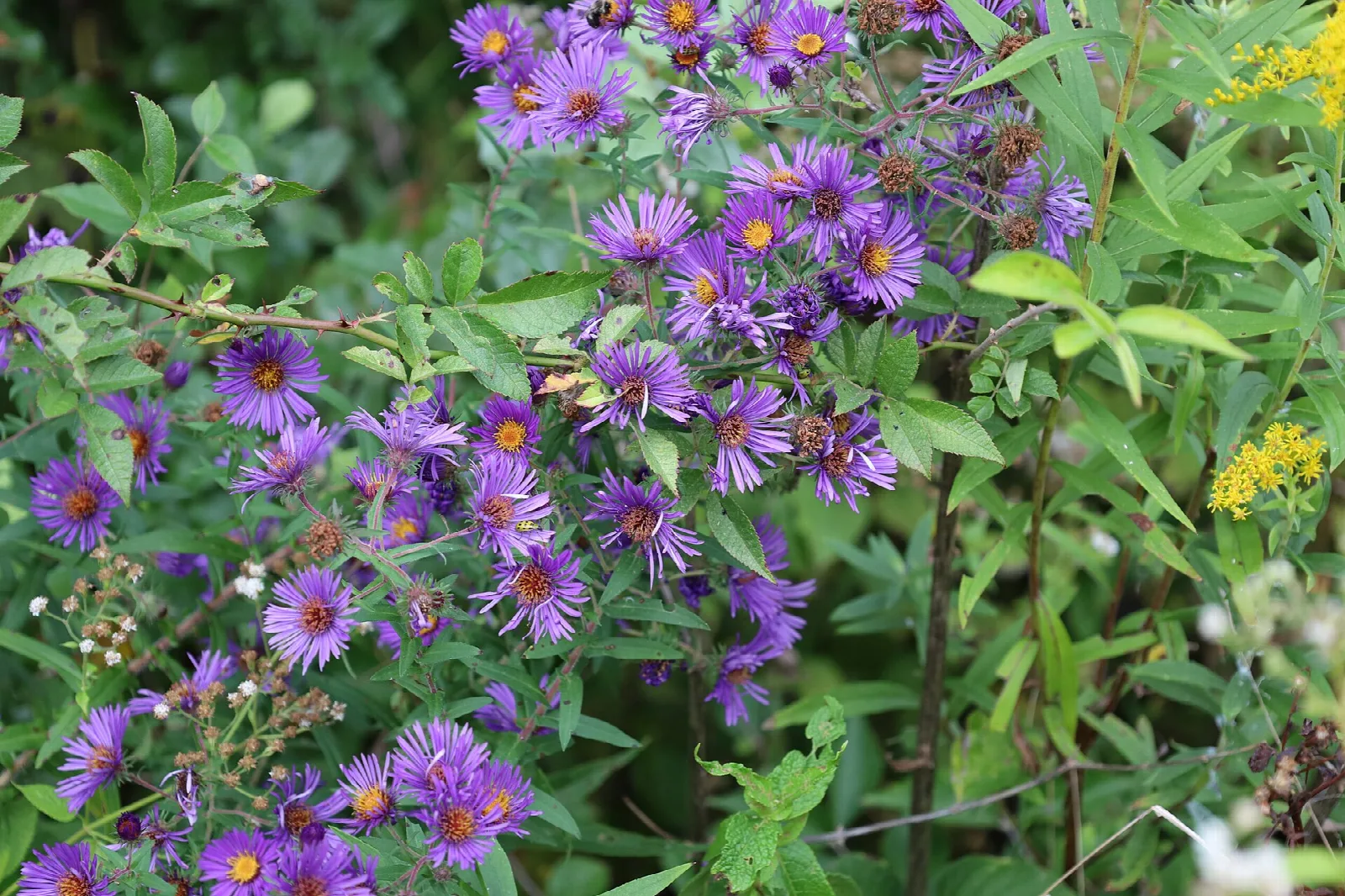 Purple wildflowers in bloom among green leaves
