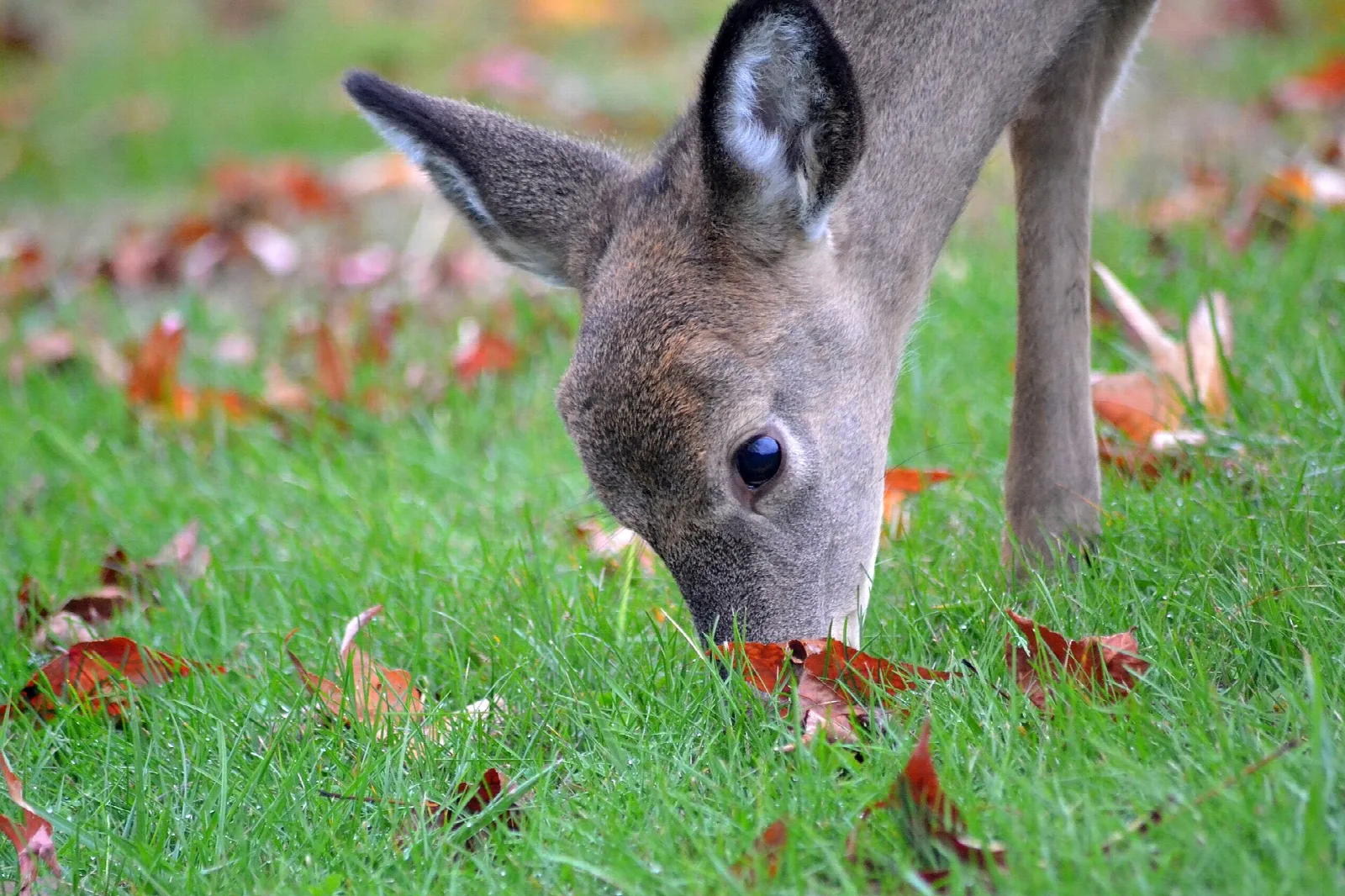 White-tailed deer grazing on grass with fallen leaves