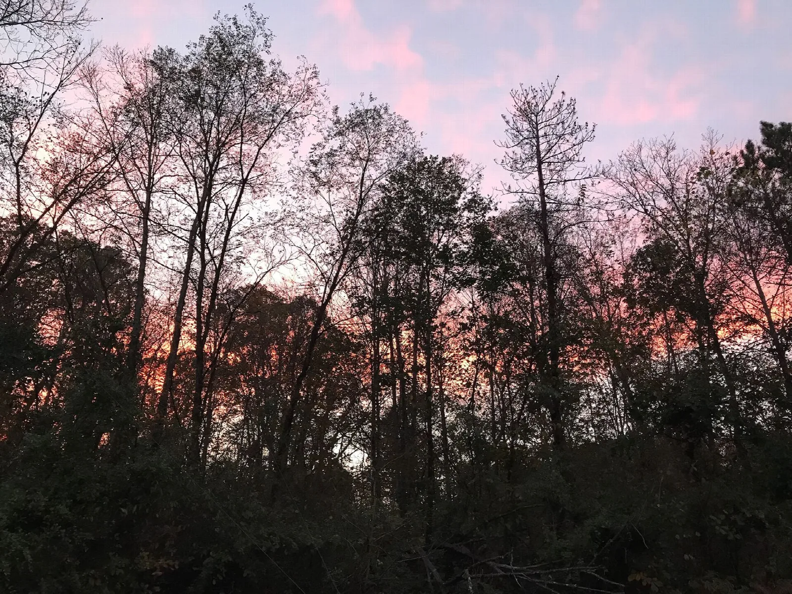 Trees silhouetted against a pink sky over the lake