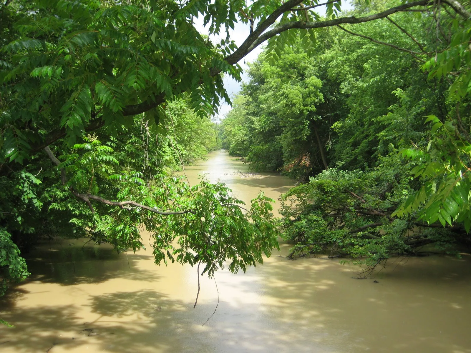 Brown water channel lined with green trees, seen from a canal lock