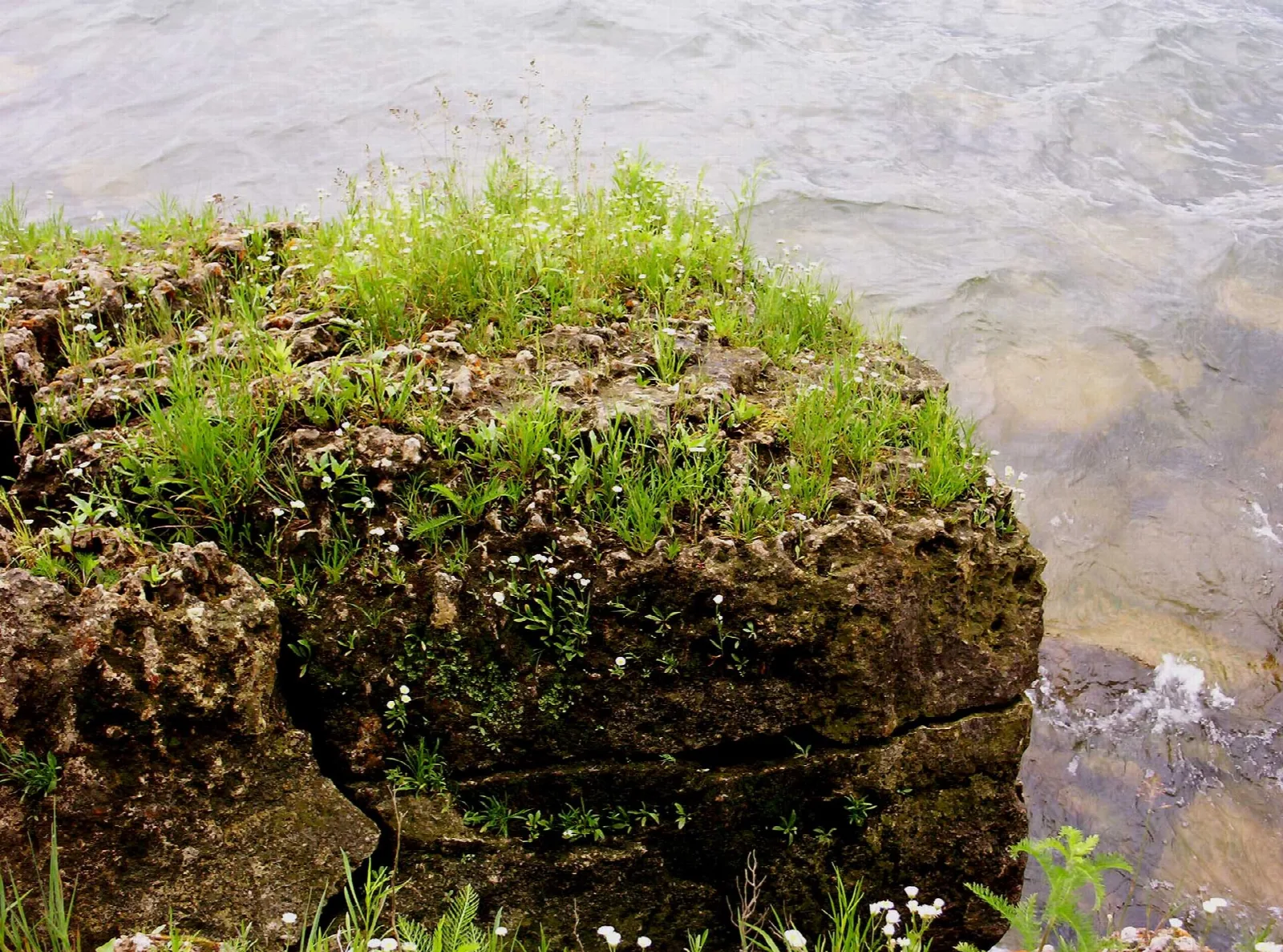 Mossy limestone ledge with grass above shallow water