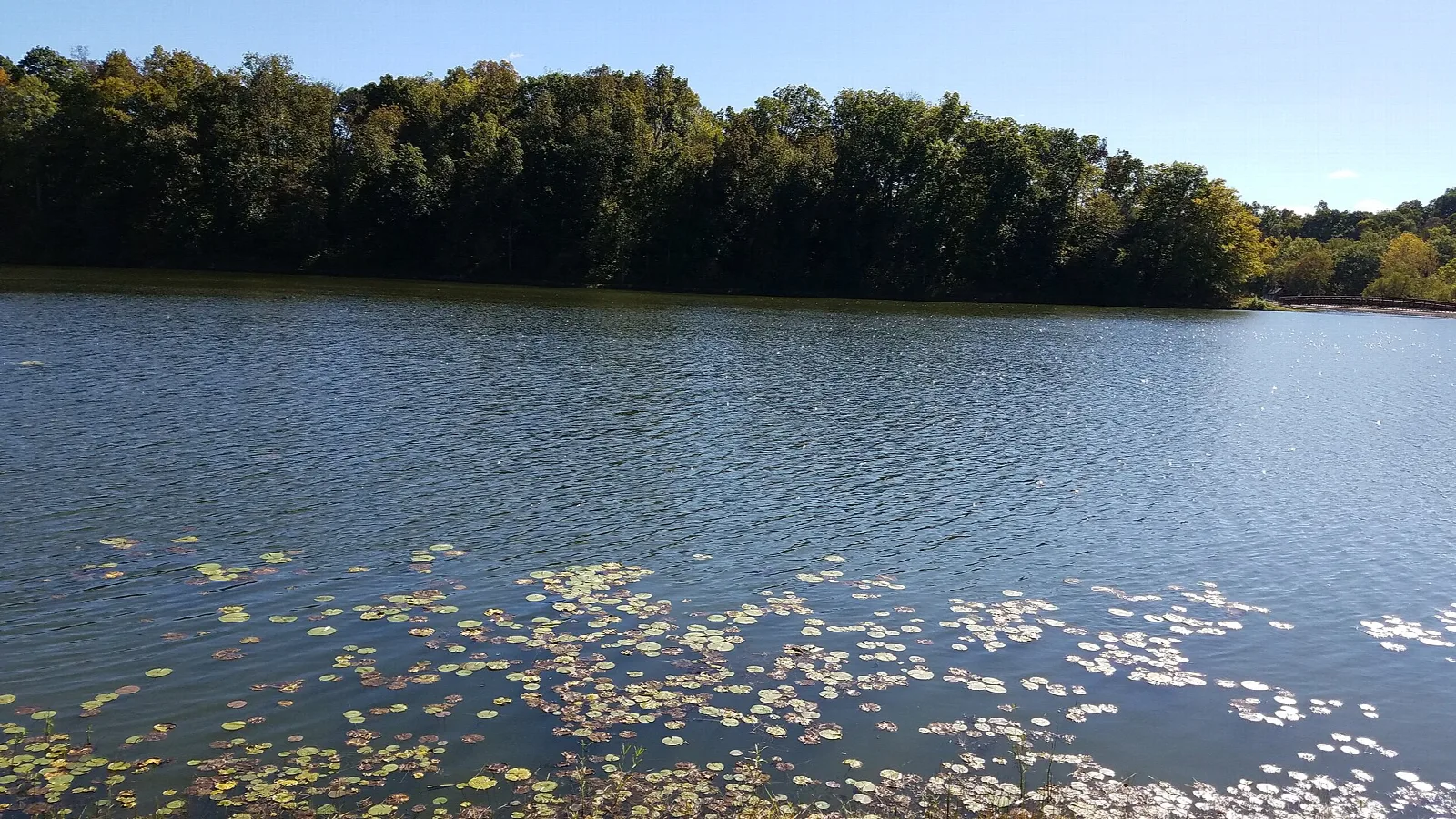 Calm lake with lily pads and tree-covered shoreline under a blue sky