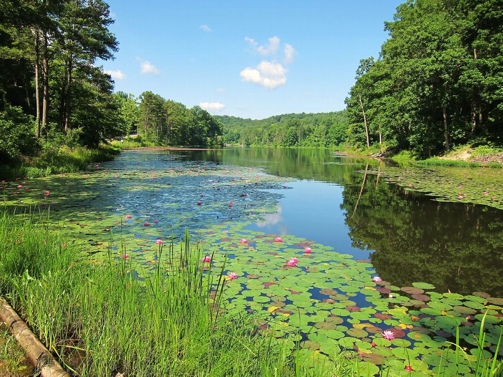 Narrow lake lined with grass and water lilies under a blue sky