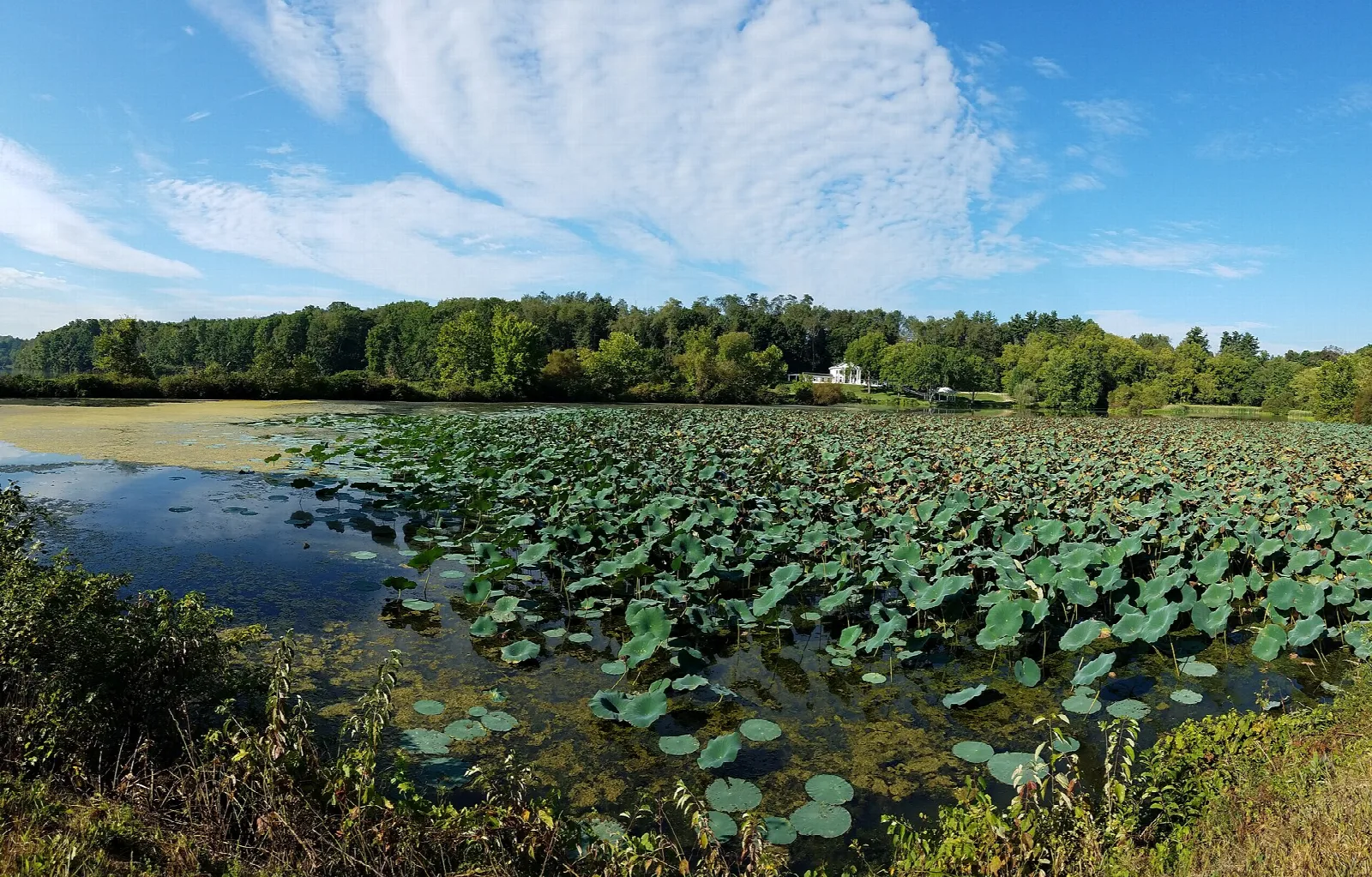 Lake covered in lotus leaves with trees beyond