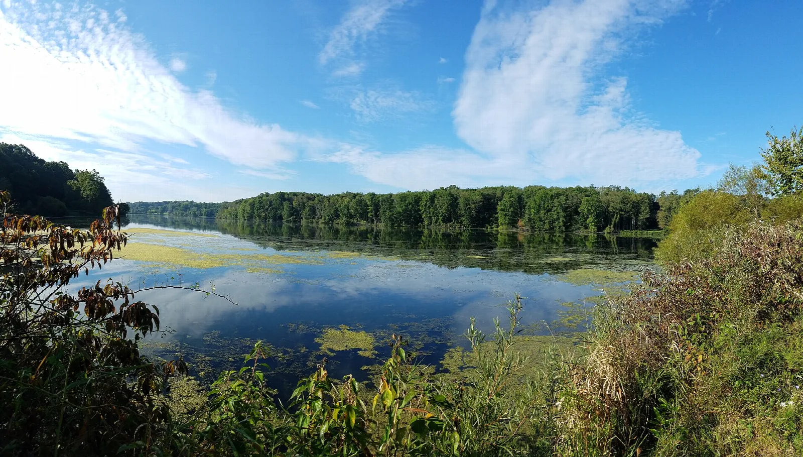 Wide lake with a tree-lined shore and wetland plants under blue sky and clouds