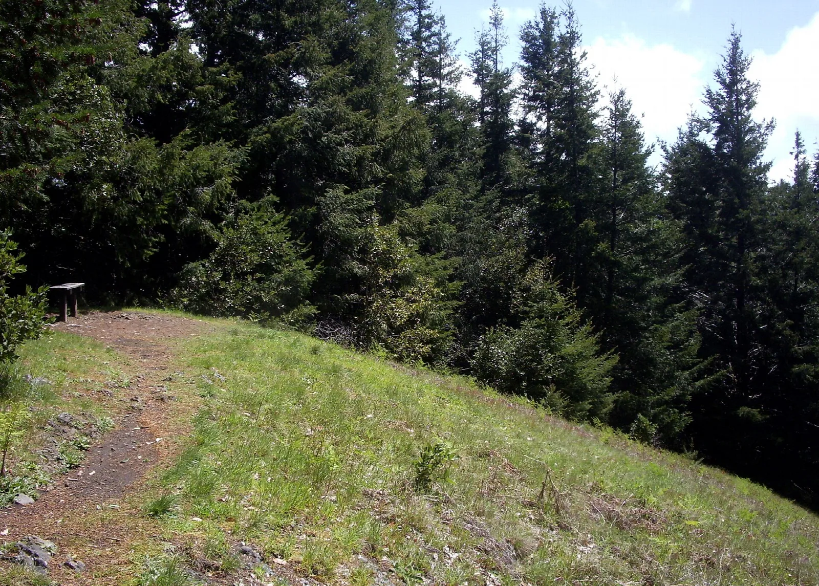 Grassy trail climbing a hillside between tall conifers