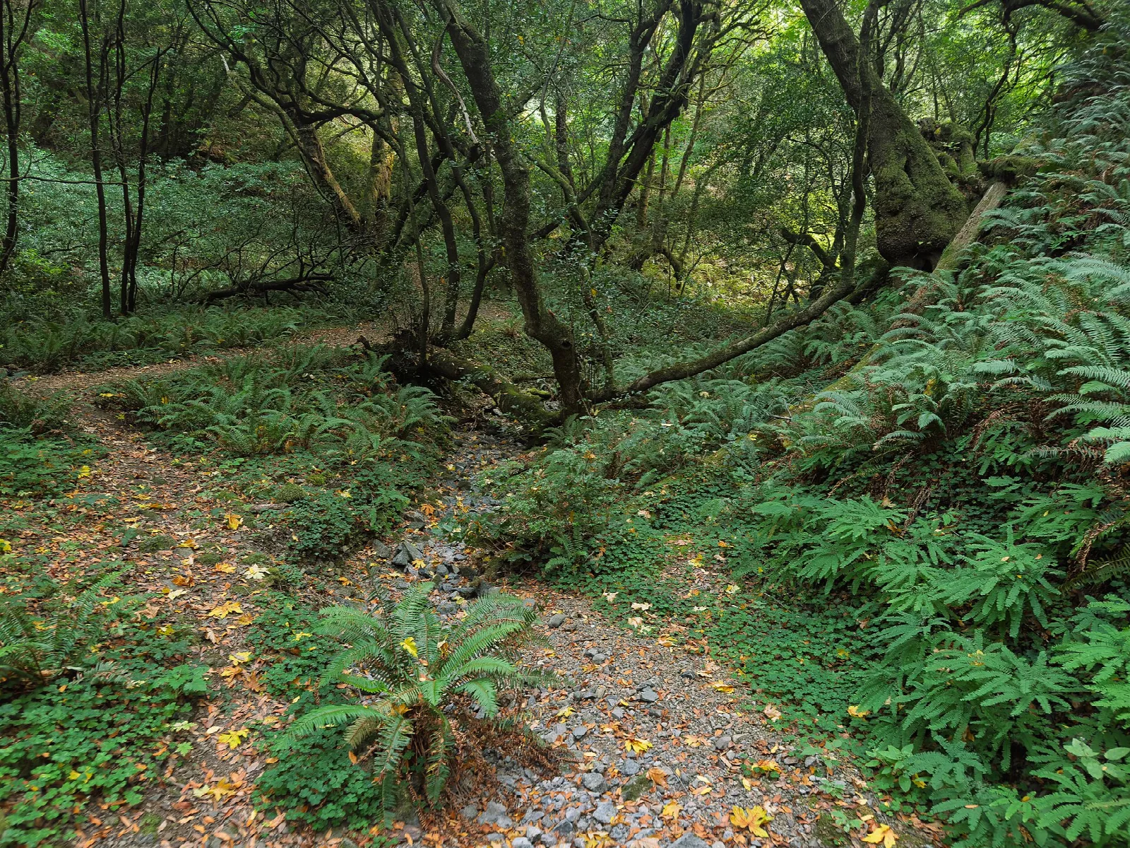 Narrow dirt trail winding through ferns and mossy trees