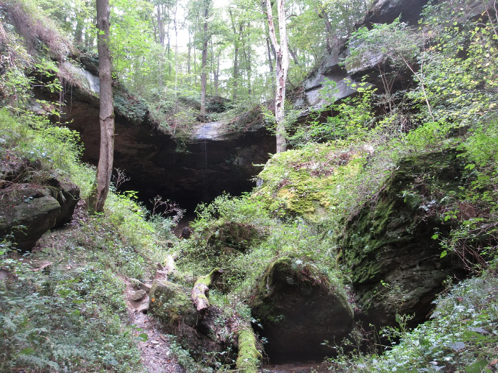 Mossy rock overhang and cave opening in a green wooded ravine