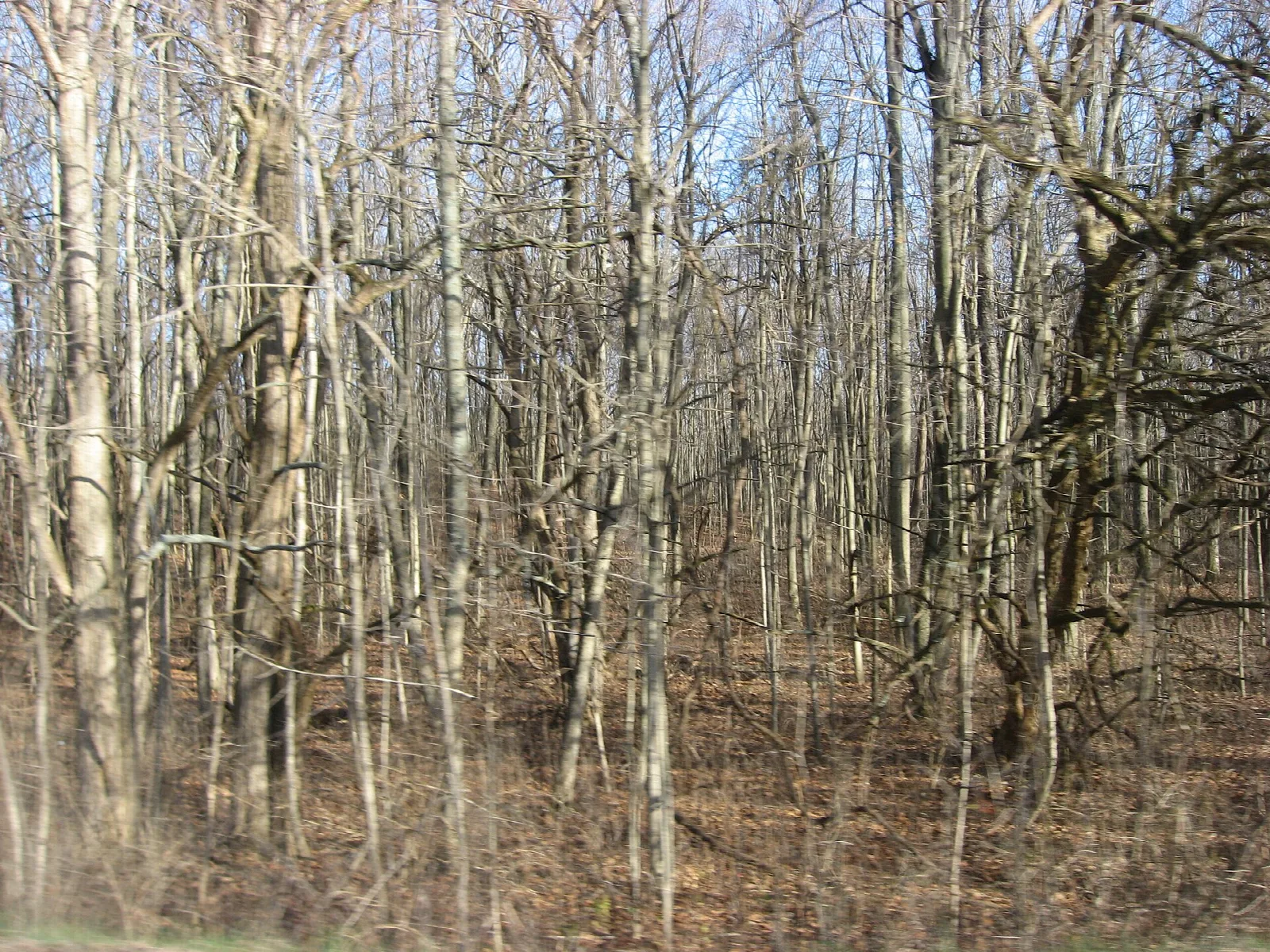 Bare winter trees in woods at the park