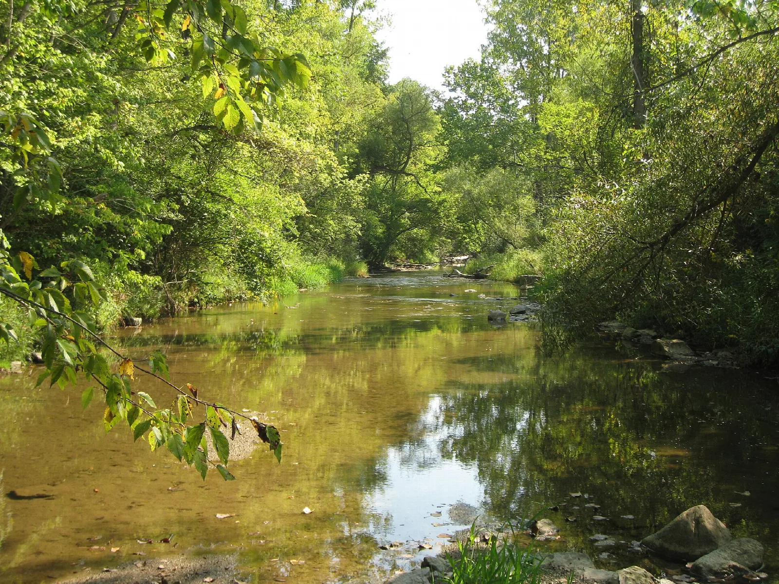 Wolf Creek flowing through green woods with rocks in the shallows