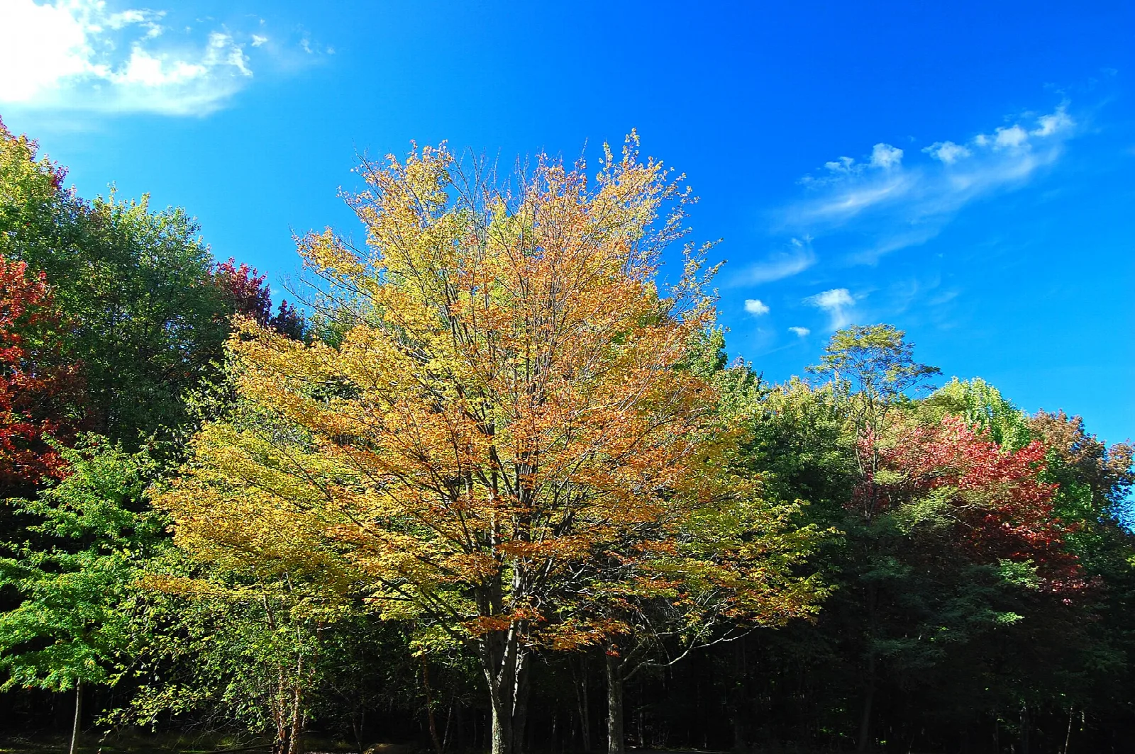 Trees in yellow, orange and red fall color against a blue sky