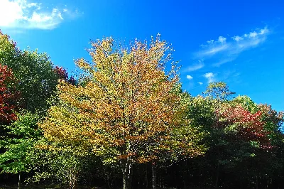 Tinkers Creek State Park