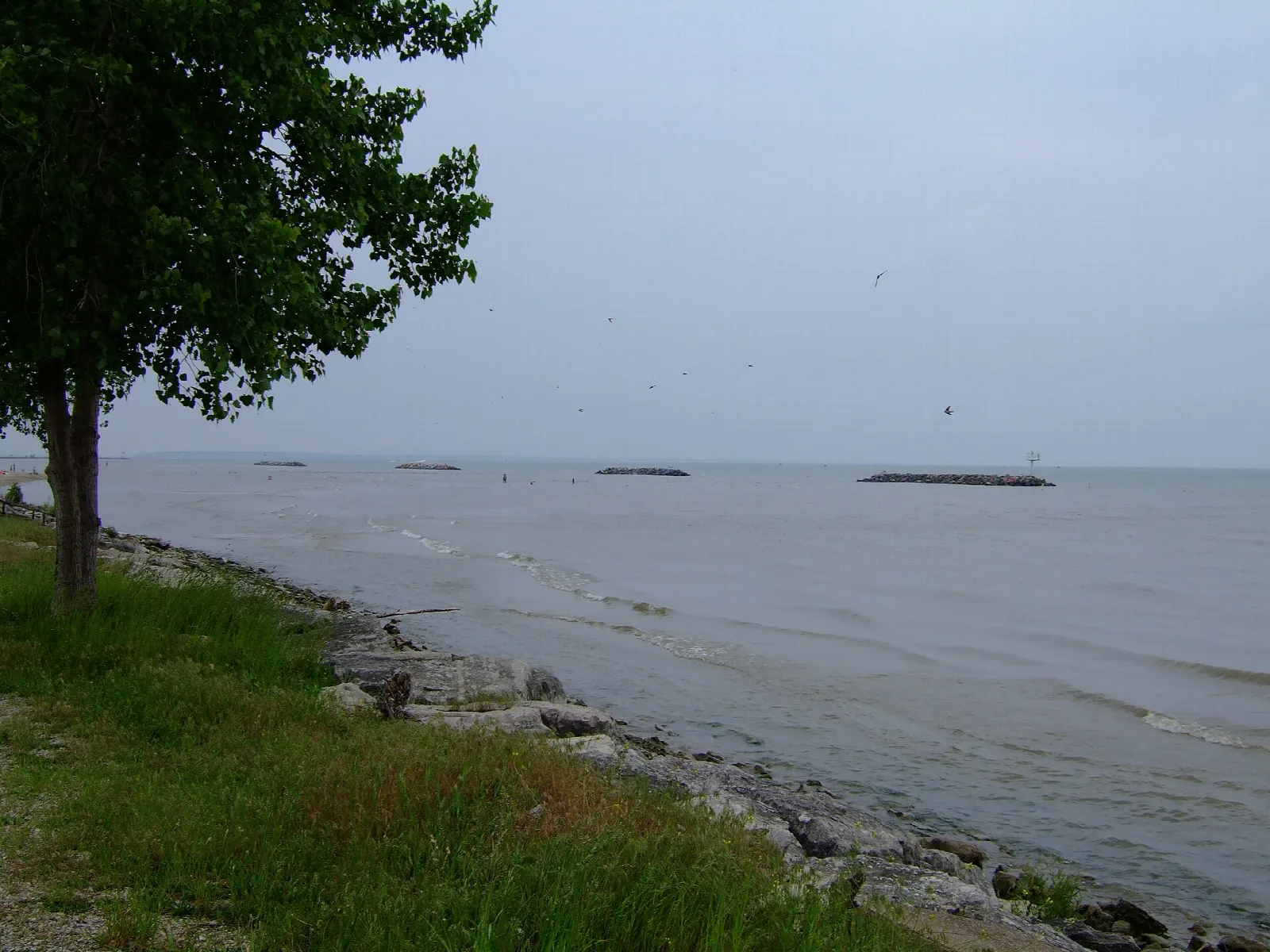 Lake Erie shoreline with rocks, grass and a tree under a gray sky