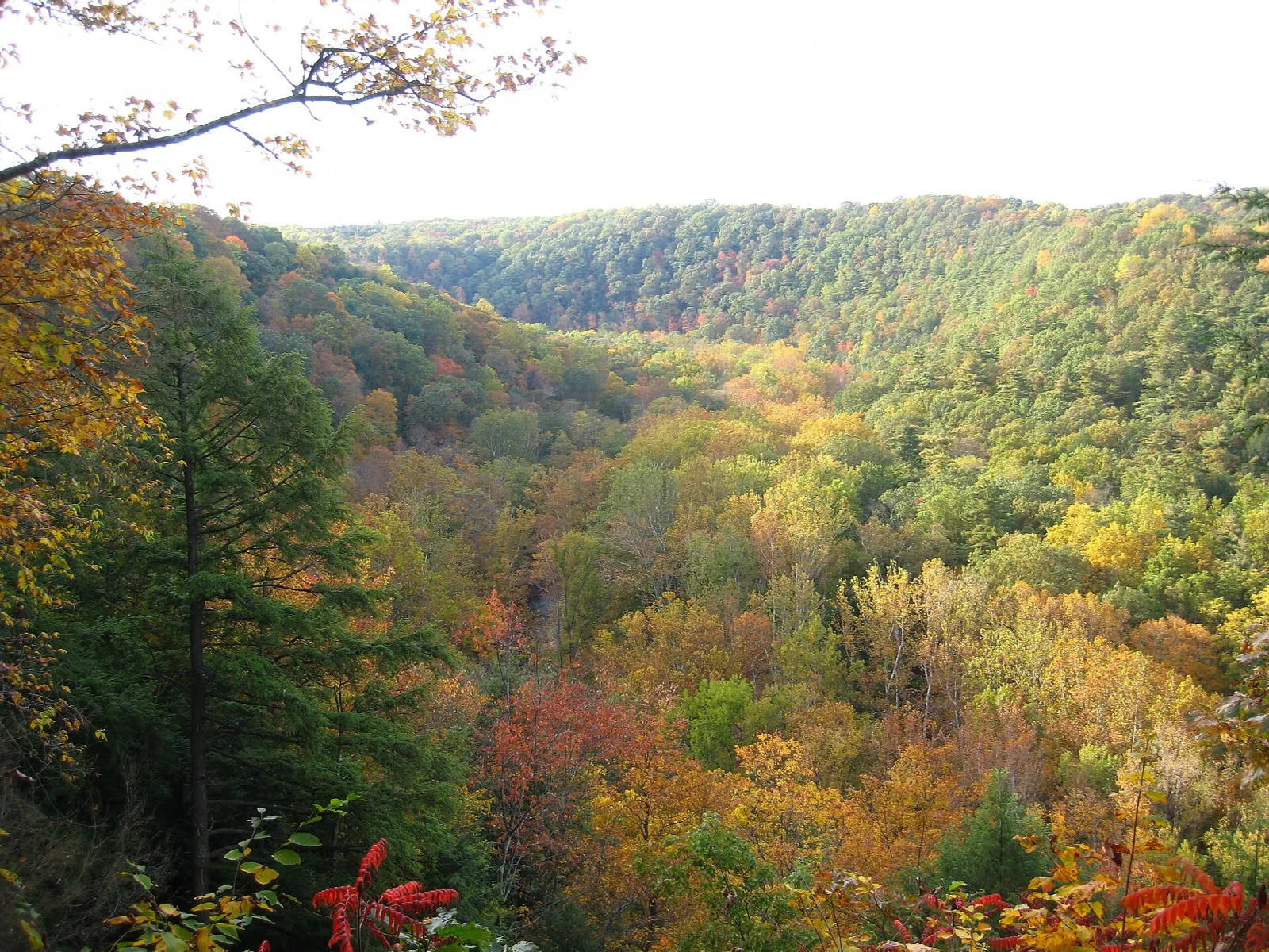Autumn forest on the hills of Clear Fork Gorge seen from the overlook