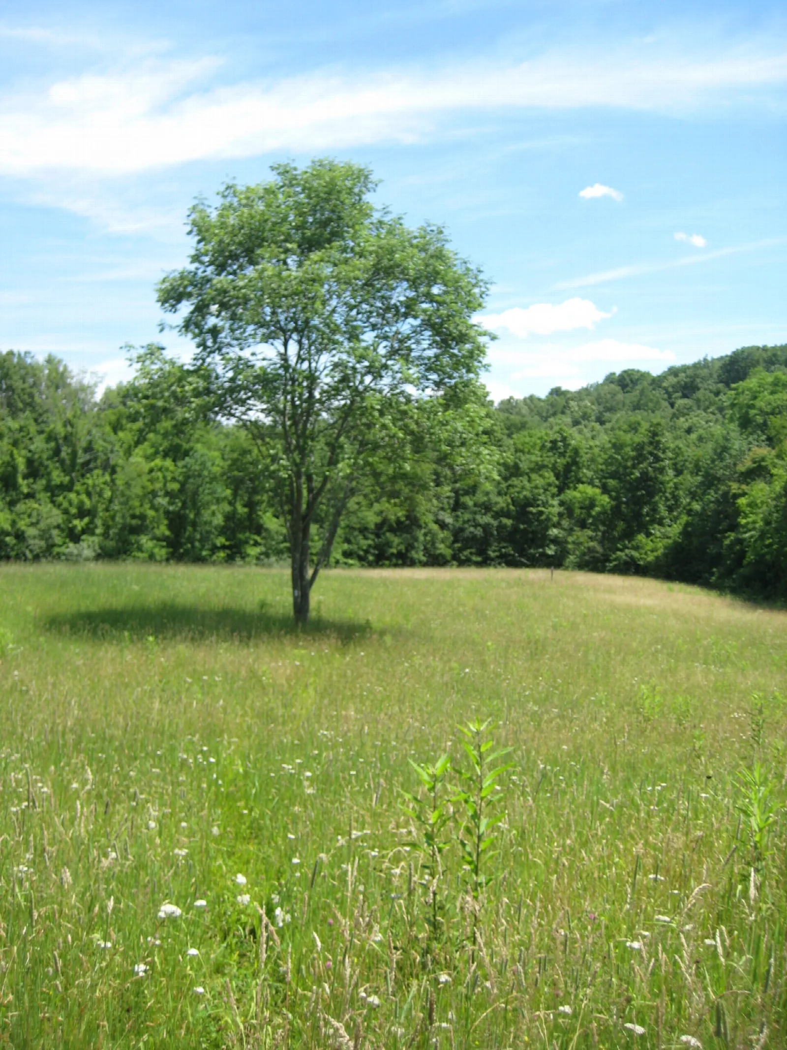 Grassy meadow with a single tree and forest behind it