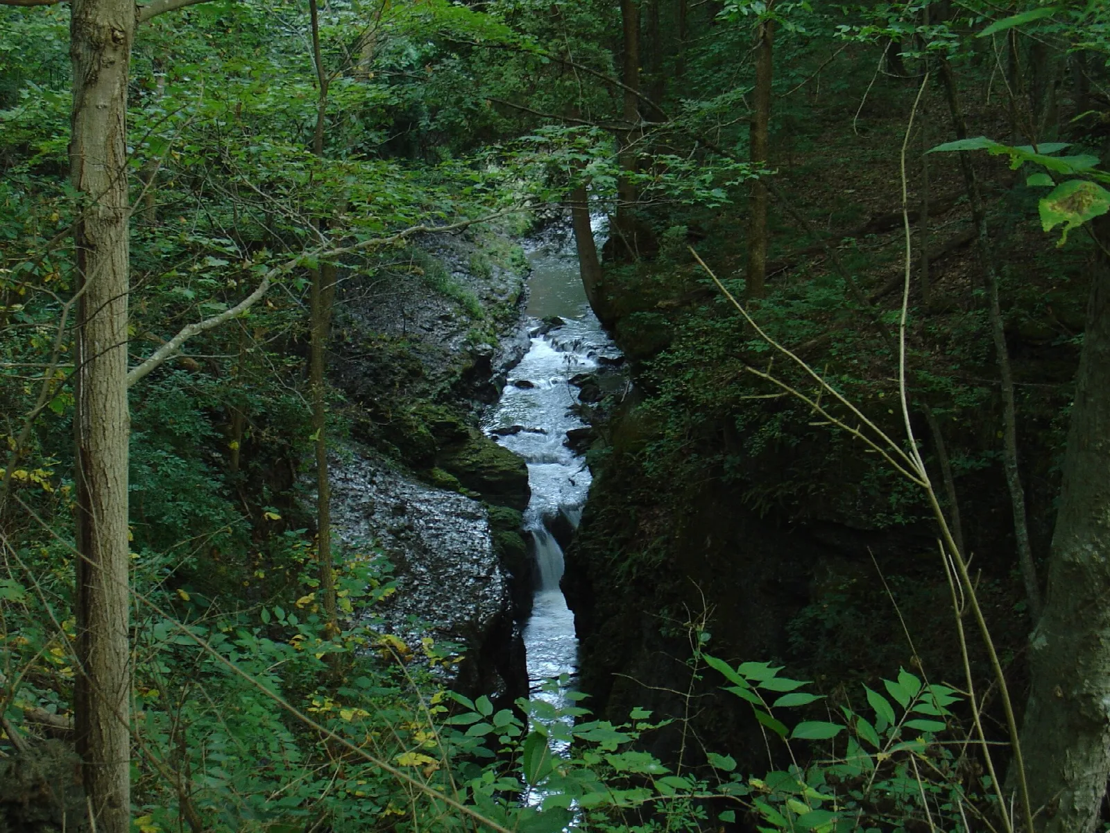 Narrow stream of white water running through a steep wooded gorge
