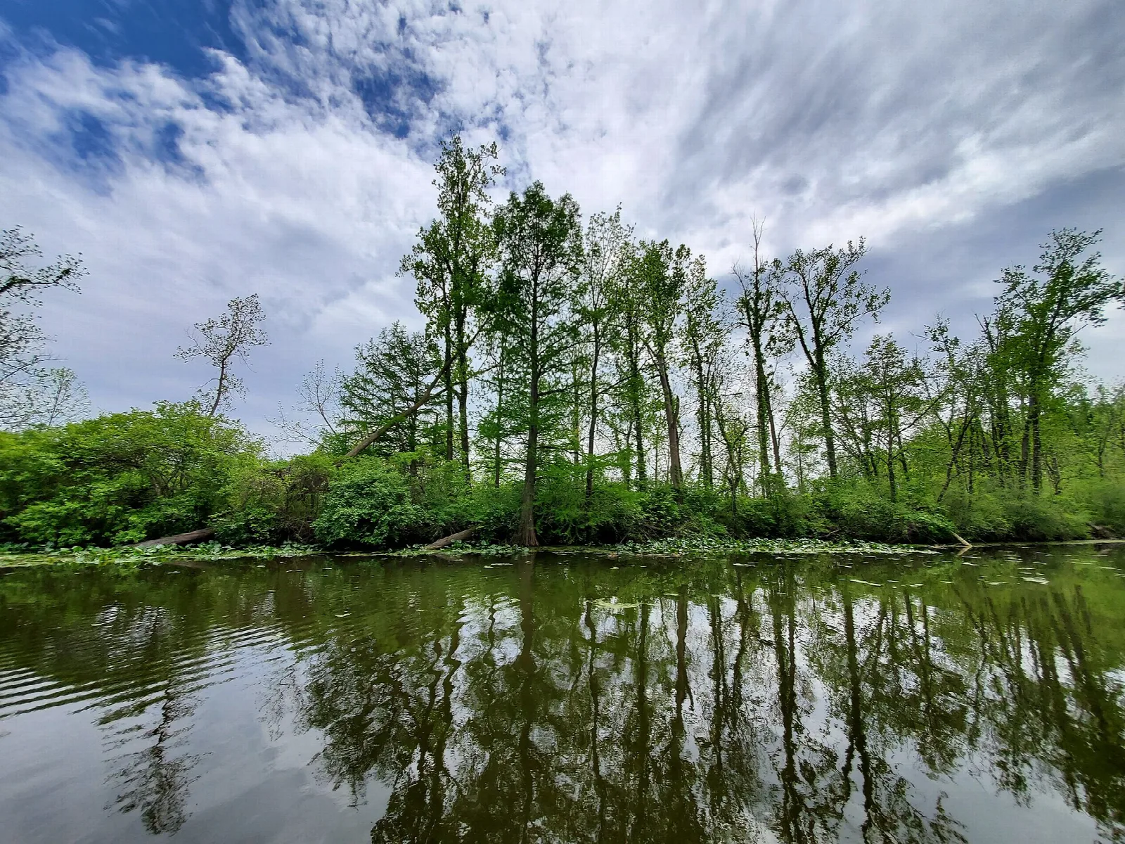Trees standing along a still channel under a cloudy sky