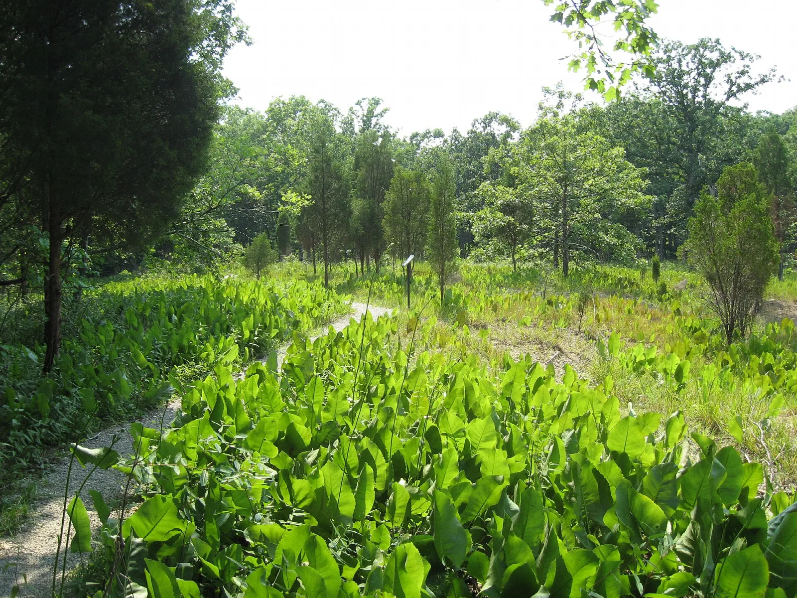 Grassy trail through green plants with trees on both sides