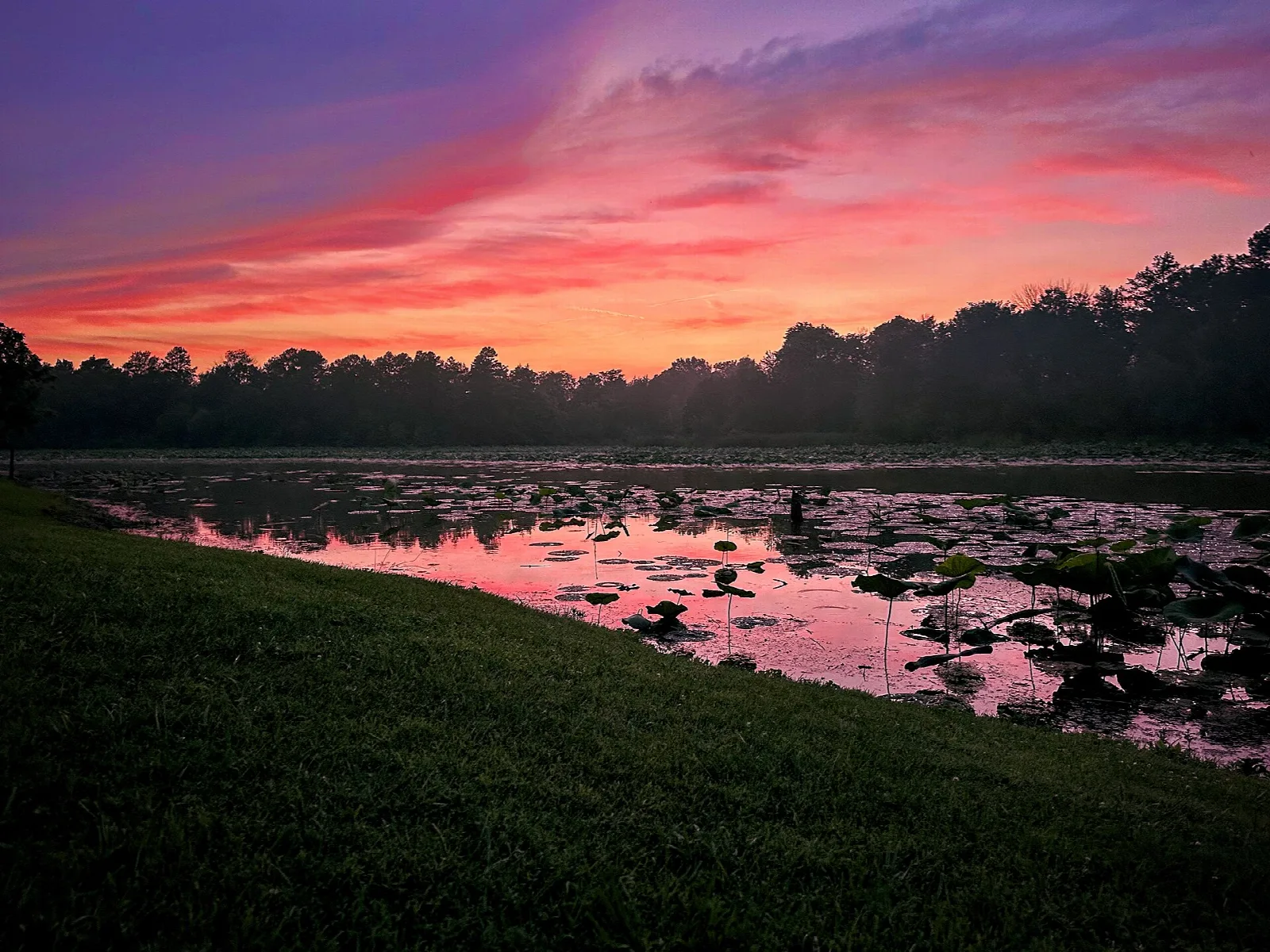 Pink and purple sunset over a lake with lily pads and a dark tree line