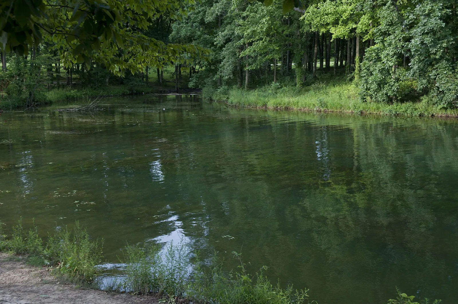 Quiet green cove with trees leaning over the water