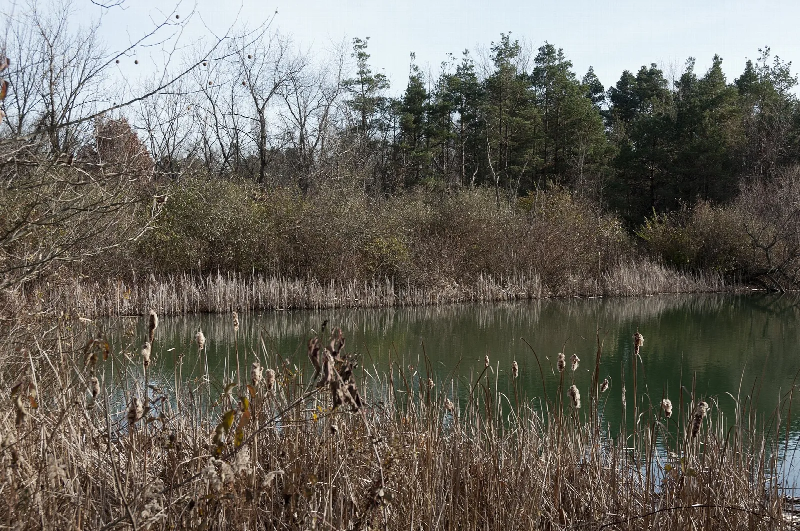 Bare autumn trees and brush beside a pond