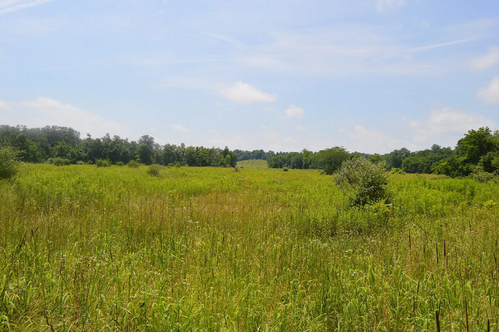 Open meadow edged by forest under a partly cloudy sky